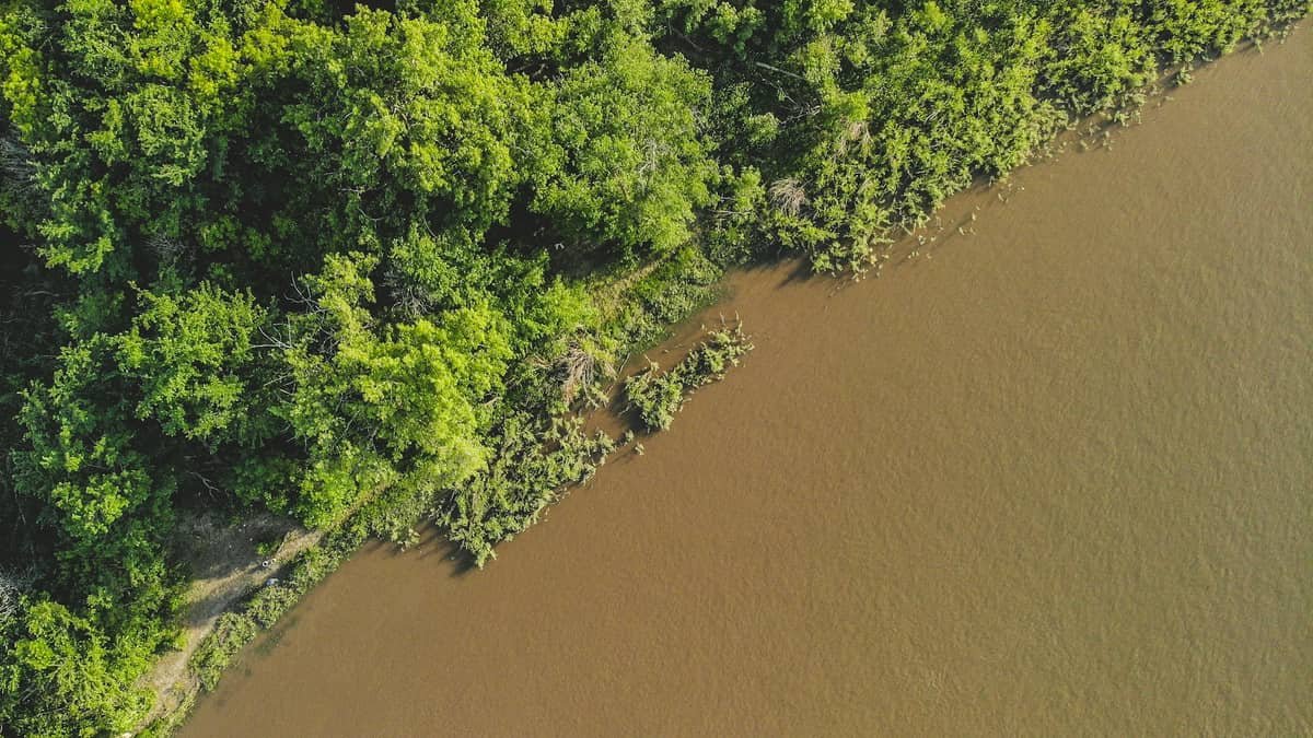Green trees beside body of water during daytime