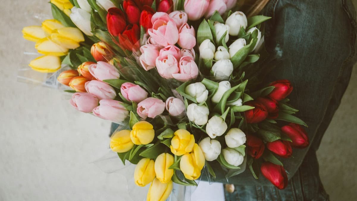 Woman carrying assorted-color tulip flower lot, date night in Newfoundland and Labrador