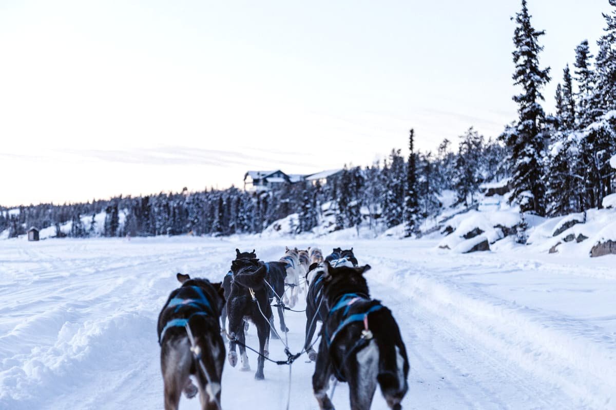 Pack of wolves sleighing on snowy ground in Old Town Yellowknife, Northwest Territories
