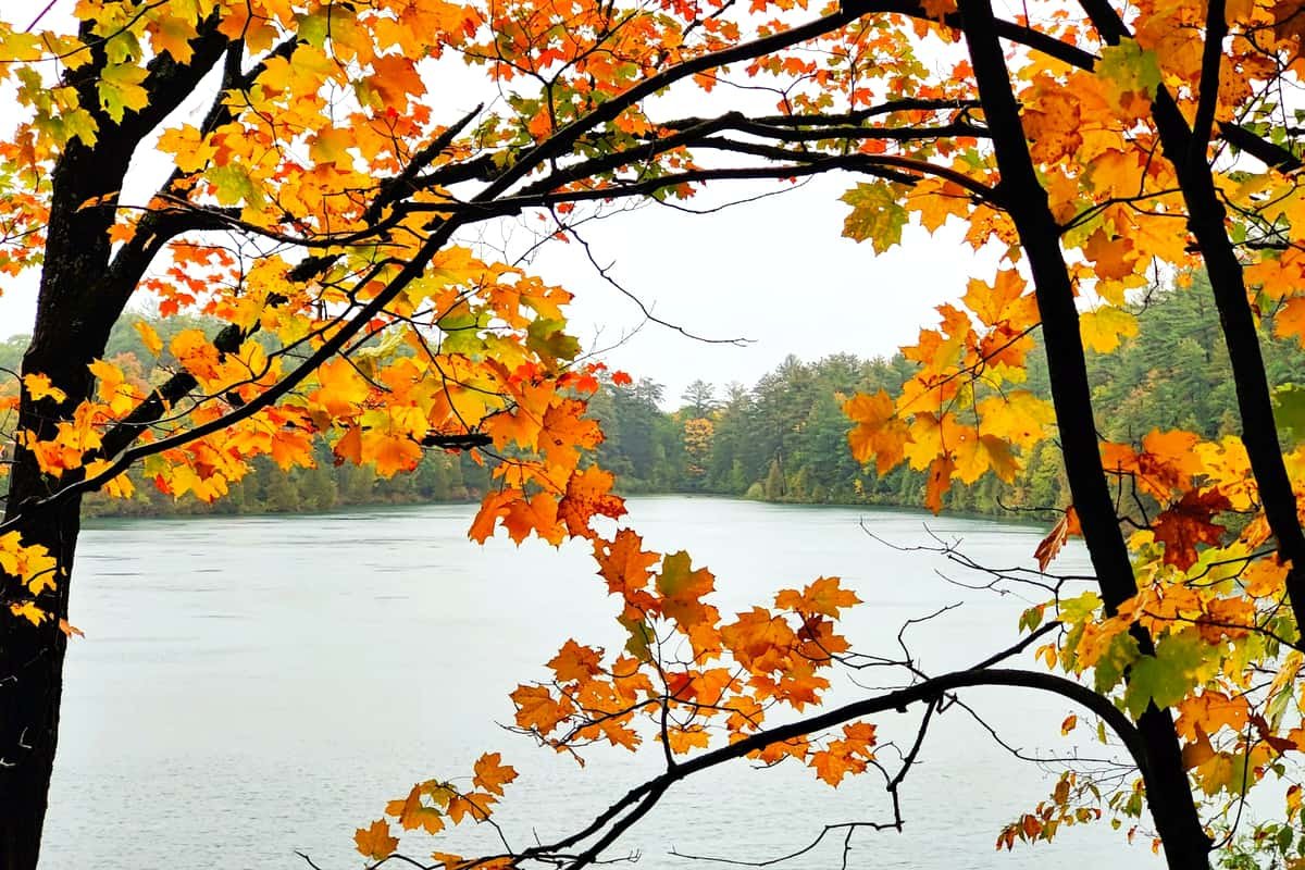 A lake surrounded by trees with yellow leaves in Gatineau Park, Quebec