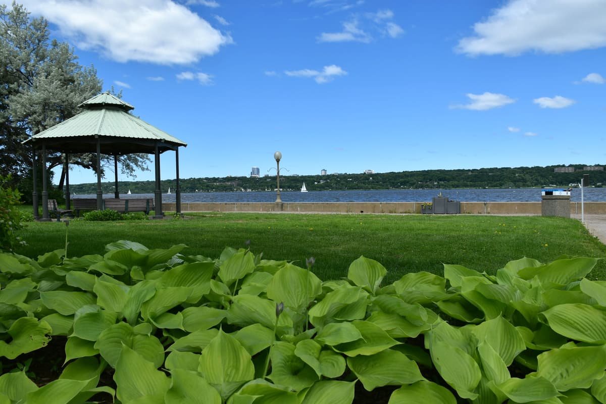 A field of green plants in Laval, Quebec