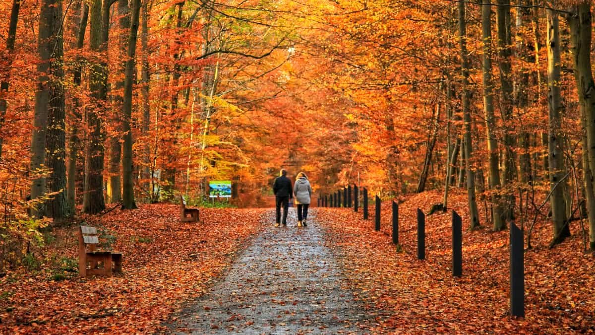 Two people walking down a path in the woods, date night in Quebec