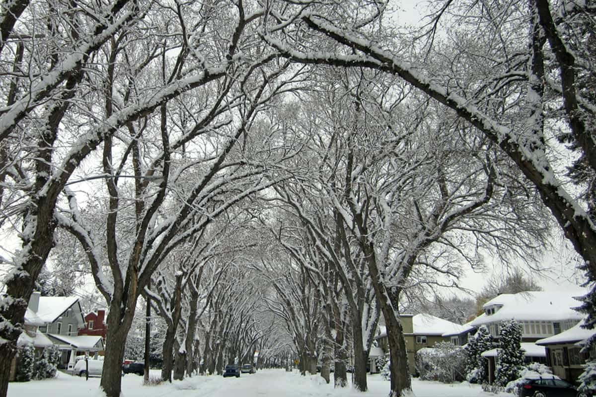 Bare trees on snow covered ground during daytime in Saskatoon, Saskatchewan
