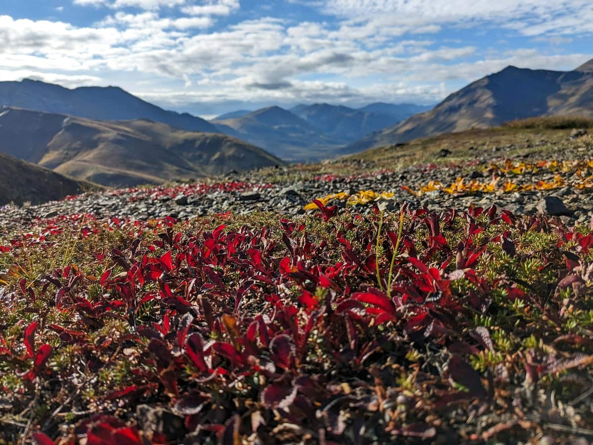A field of flowers with mountains in the background: date idea in Yukon